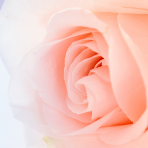 Le maire de la Ville de Basse-Terre exprime sa profonde émotion